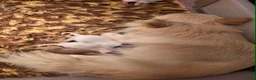 Chihuahua honden te koop: FCI stamboom Chihuahua pups  - Advertentie 6