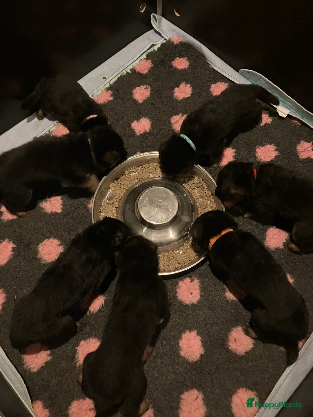 Duitse Herder honden te koop: Duitse Herder Puppy’s met Stamboom! - Advertentie 8