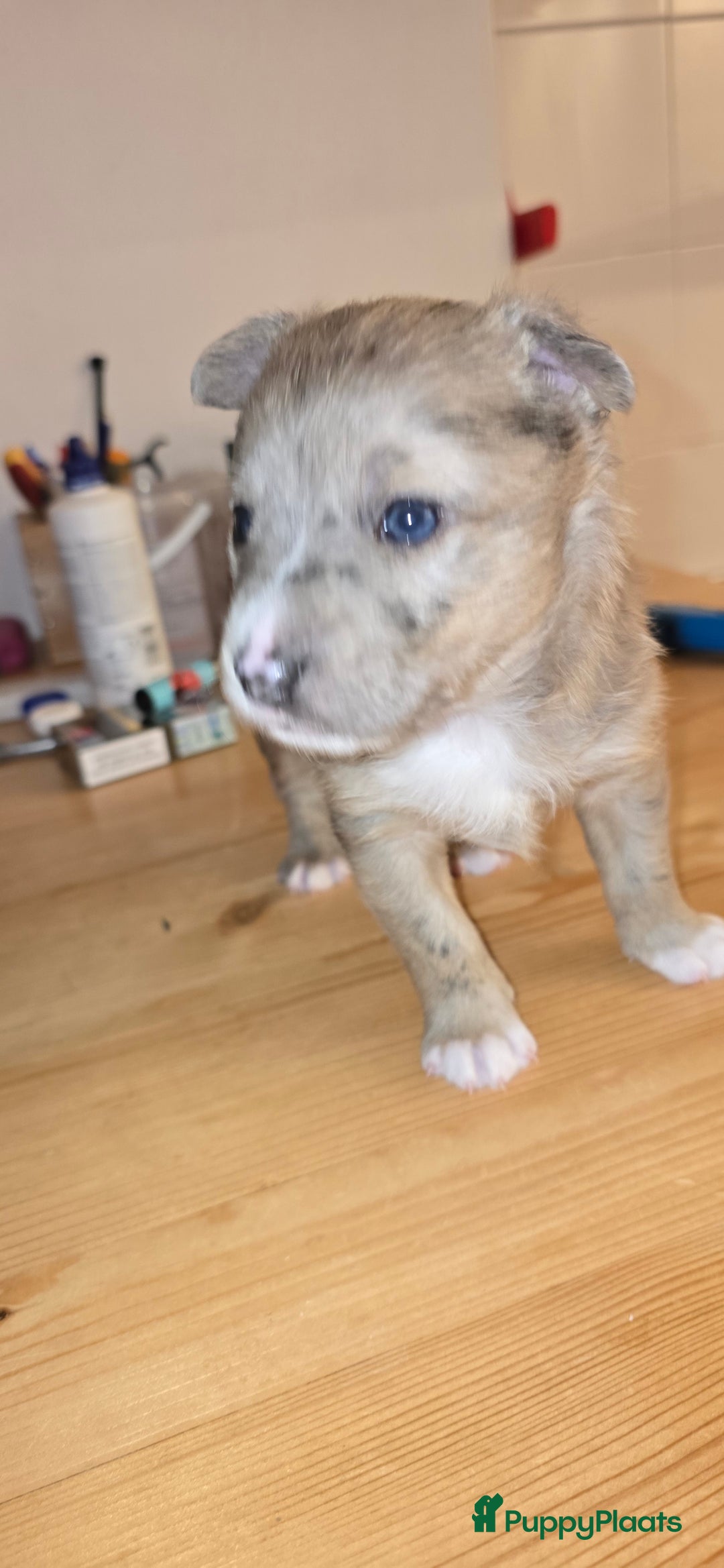 Kruising honden te koop: Te koop kruising bullterrier vs pomsky  - Advertentie 7