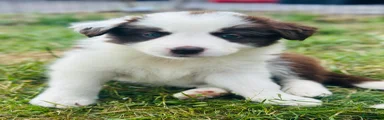Houdini ( naam nog zelf te kiezen )