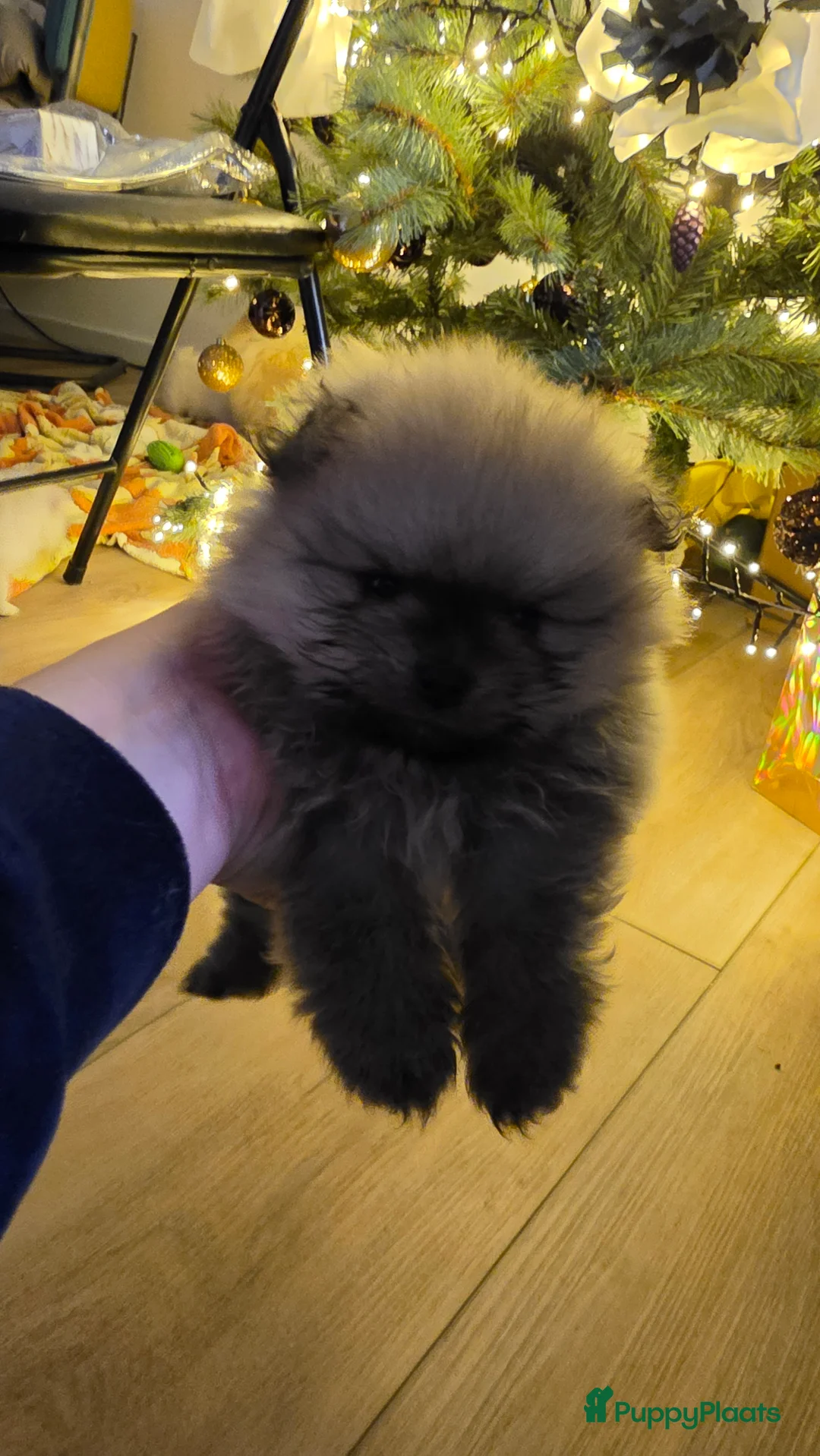 Pomeriaan honden te koop: Pomeriaan  - Advertentie 7