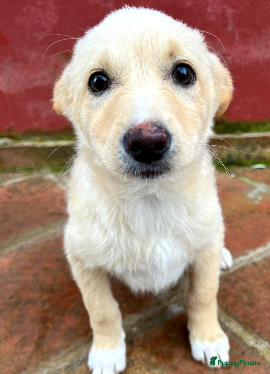 Kruising honden Tinny wie zoekt nog een vriendje voor het leven  - Advertentie 1