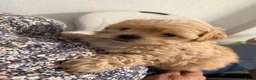 Shihpoo honden te koop: Shih-Poo pups in Elim - Advertentie 2