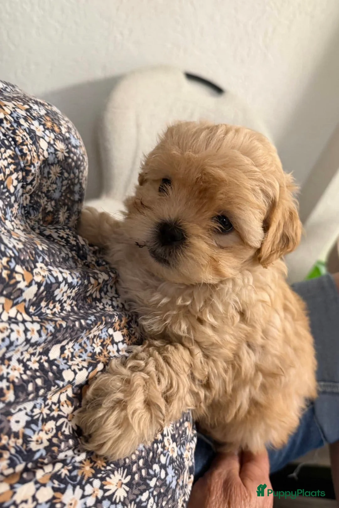 Shihpoo honden te koop: Shih-Poo pups in Elim - Advertentie 2
