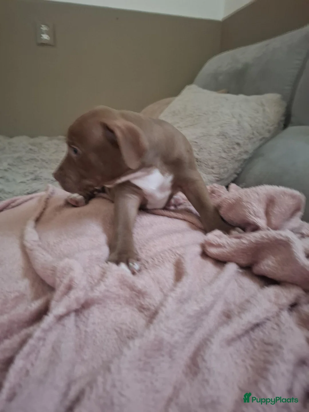 Kruising honden te koop: 5 puppers Red Nose Pitbull/American Bully - Advertentie 2