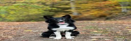 Bearded Collie honden ter dekking: Border Collie reu UK-stamboom dekking  in Blokker - Advertentie 1