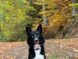 Bearded Collie honden Border Collie reu UK-stamboom dekking - Advertentie 5