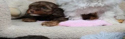 Maltipoo honden te koop: Sociale kleine Maltipoo puppy’s 🥰 - Advertentie 4