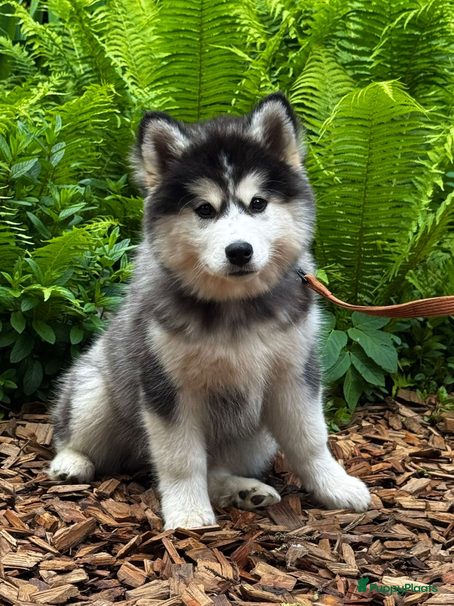 Pomsky honden te koop: Pomsky  - Advertentie 4