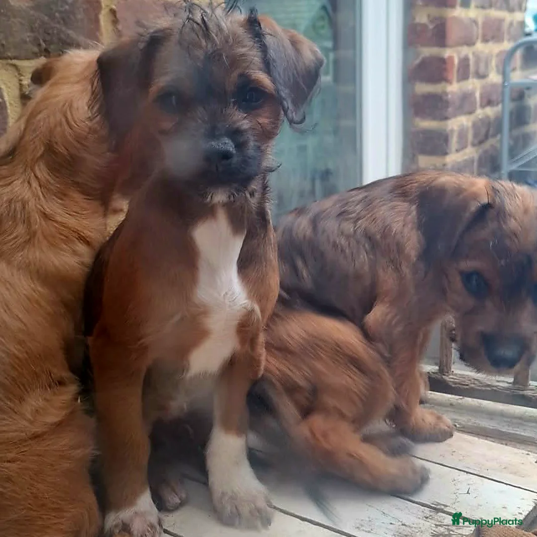 Kruising honden te koop: Mooie kruising pupjes 🥰 - Advertentie 7