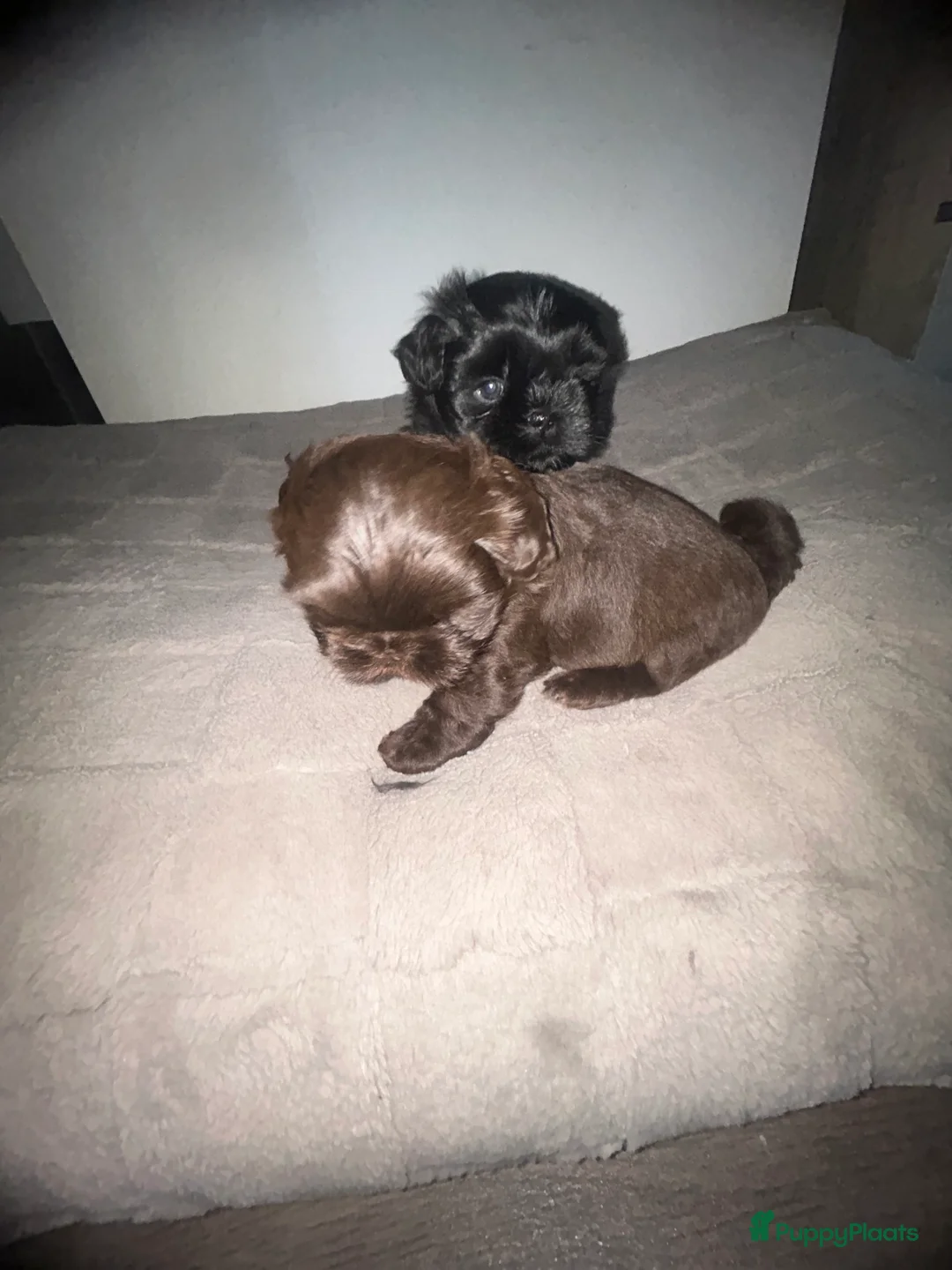 Shih Tzu honden te koop: Prachtige Shih Tzu pups - Advertentie 4
