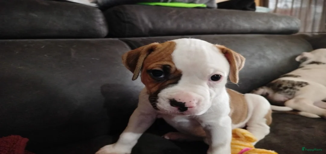 Galerij afbeelding {{count}}