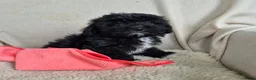 Kruising honden te koop: Prachtige leergierige boompoo's  - Advertentie 18