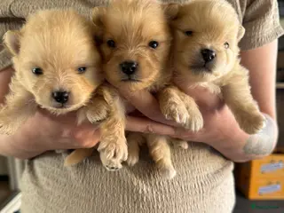 Pomeriaan honden Pomeriaan pups - Advertentie 3