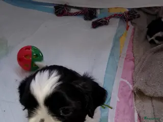 Shih Tzu honden raszuivere shih tzu het laatste mannetje - Advertentie 14