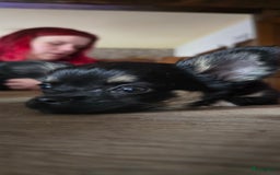 Chihuahua honden te koop: Chihuahua reutjes  - Afbeelding 3