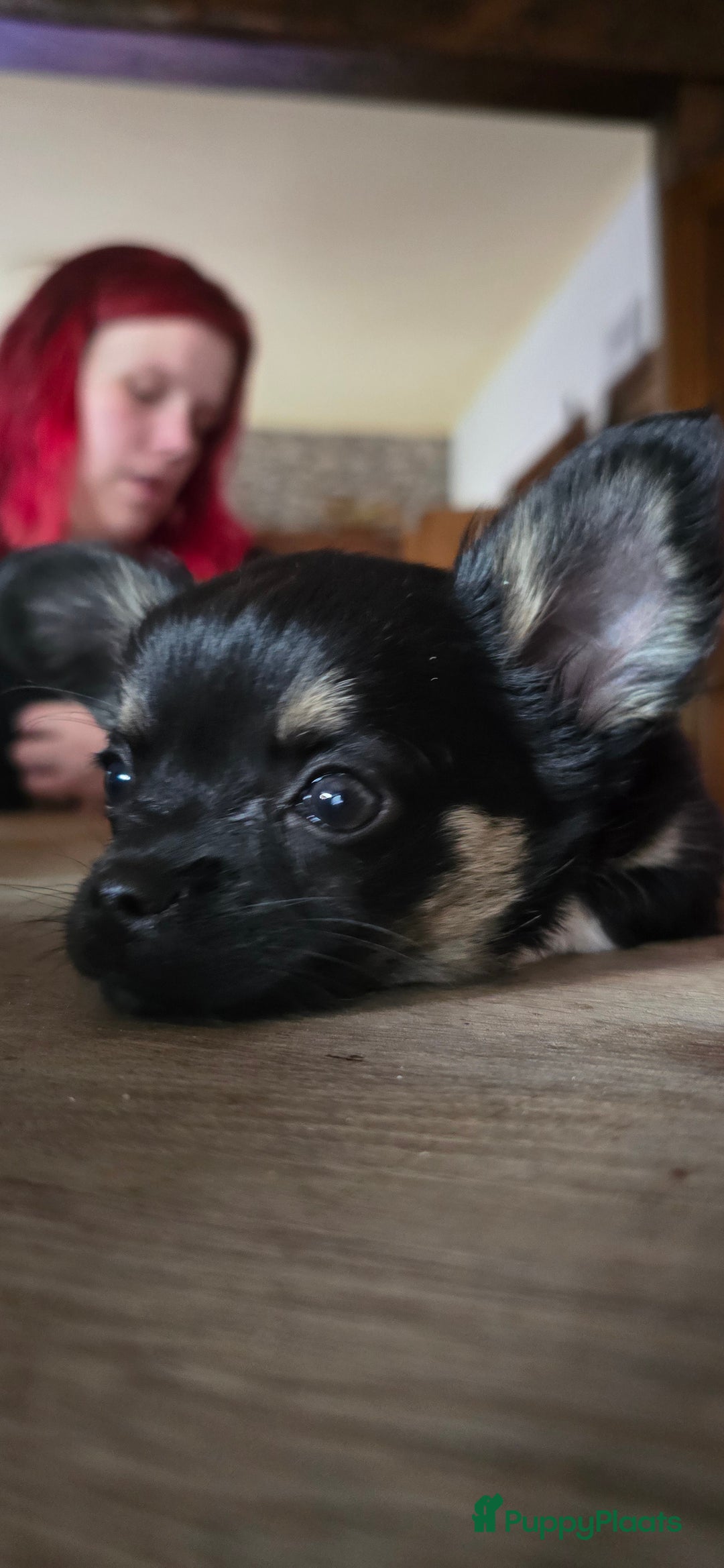 Chihuahua honden te koop: Chihuahua reutjes  - Afbeelding 3