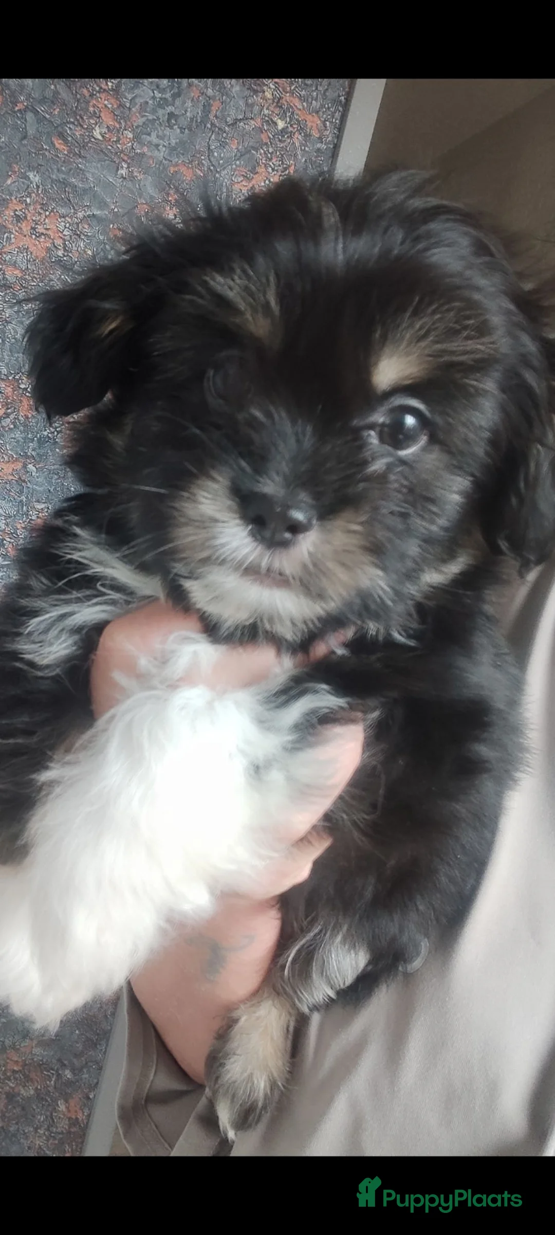 Shih Tzu honden te koop: Shihtzu reutje - Advertentie 2