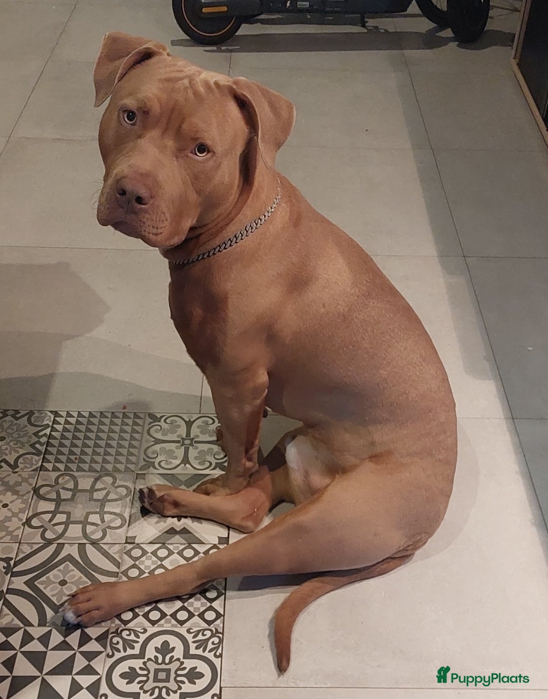 Amerikaanse Bully honden te koop: Amerikaanse Bully. Prijs bespreekbaar. - Advertentie 6