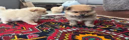 Pomeriaan honden te koop: Pomeriaan puppy’s 🐶 - Advertentie 30