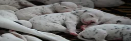 Dalmatiër honden te koop: Dalmatiër puppy's - Advertentie 3