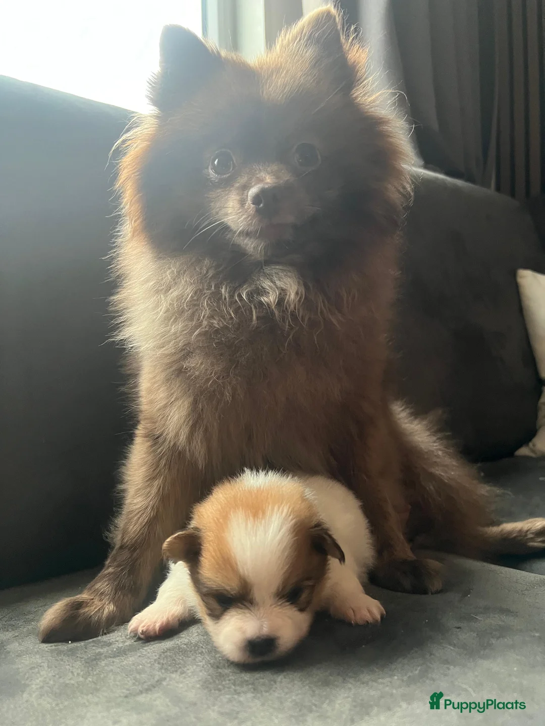 Pomeriaan honden te koop: Alle pups zijn gereserveerd ❤️ - Advertentie 12