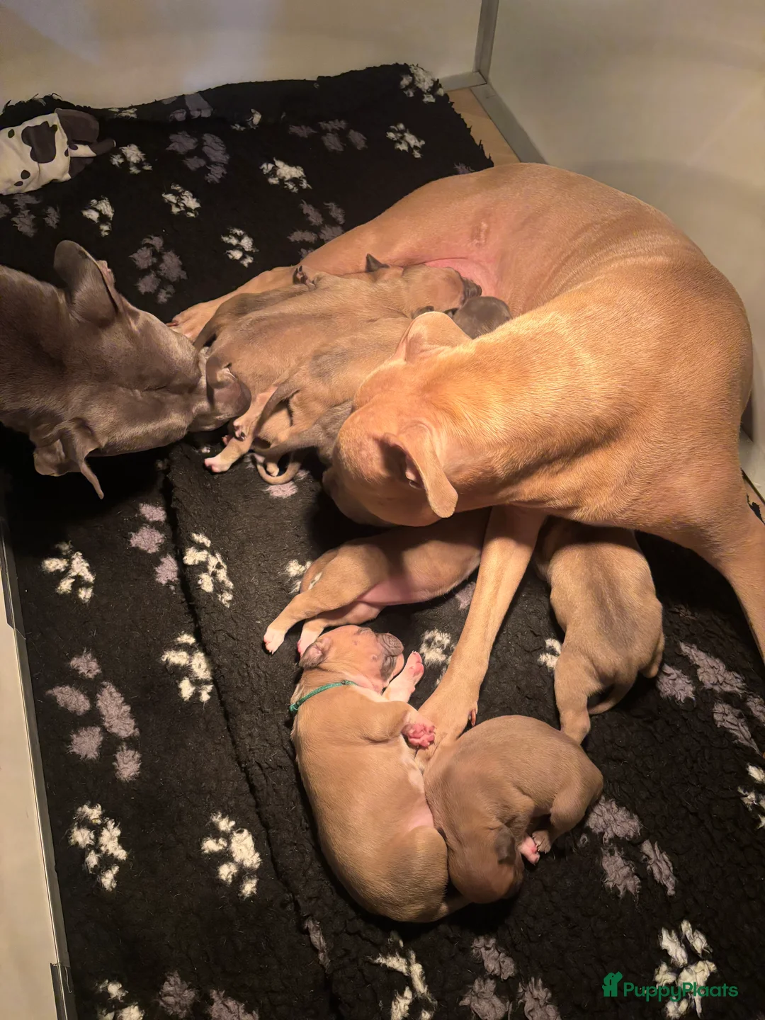 American Staffordshire Terriër honden te koop: Amerikaanse Stafford pups - Advertentie 1