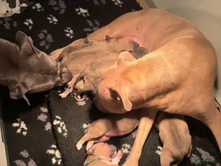 American Staffordshire Terriër honden Amerikaanse Stafford pups - Advertentie 2