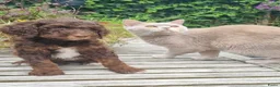 Australian Labradoodle honden te koop: Australian Labradoodle pups - Advertentie 20