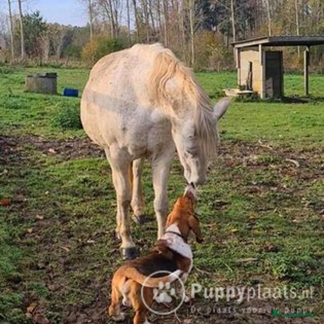 Basset Hound honden ter dekking: Dekreu Basset Hound 2 jaar in Koewacht - Advertentie 3