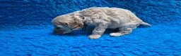Cockapoo honden te koop: Kleine maat cockapoo pups - Advertentie 30