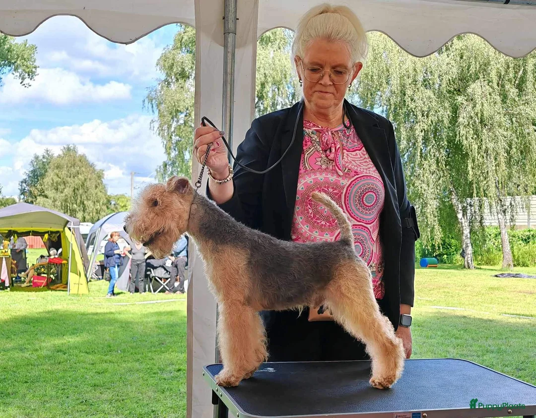 Lakeland Terriër honden te koop: Lakeland reu voor herplaatsing - Advertentie 1