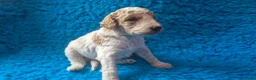 Cockapoo honden te koop: Hele mooie cockapoo pupjes - Advertentie 3