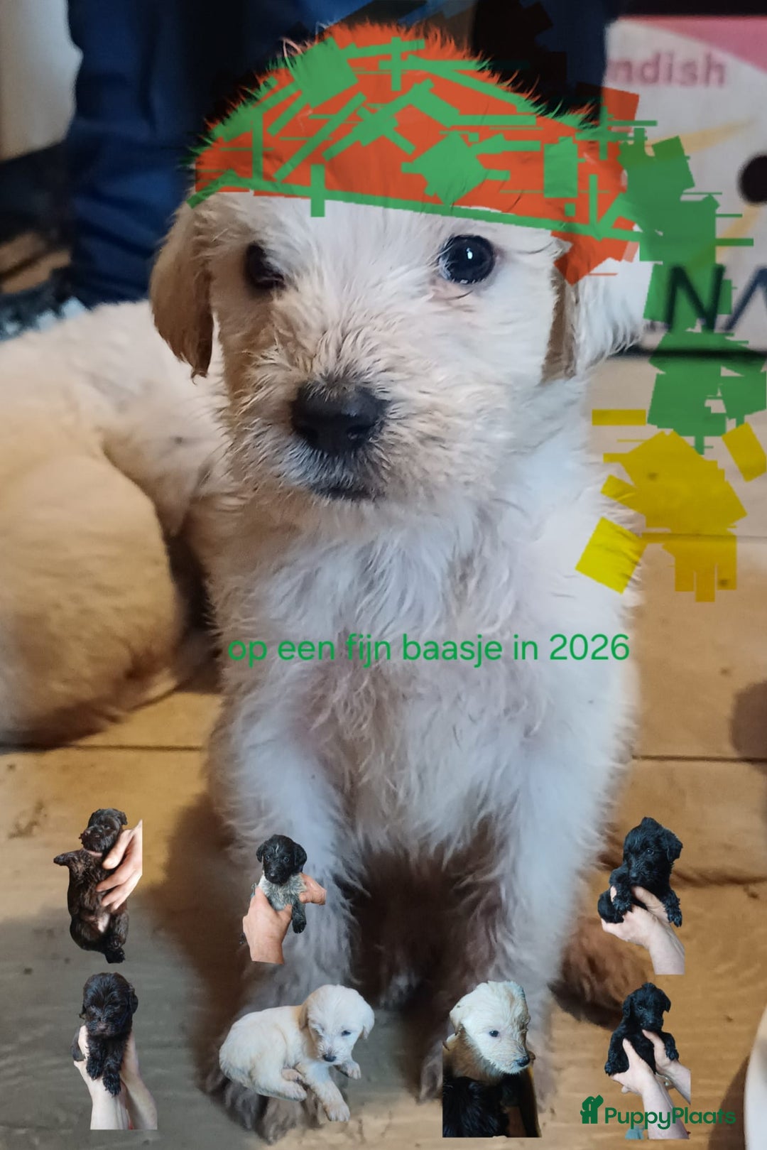 Kruising honden te koop: Ben jij het baasje van een van deze mooie puppy's? - Advertentie 28