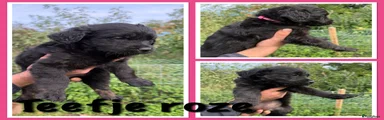 Kruising 6