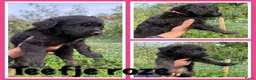 Kruising honden te koop: Golden retriever x rottweiler  - Advertentie 4