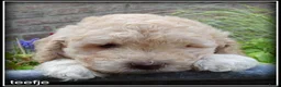 Labradoodle honden te koop: Labradoodle mini pups +/- 40 cm - Advertentie 5