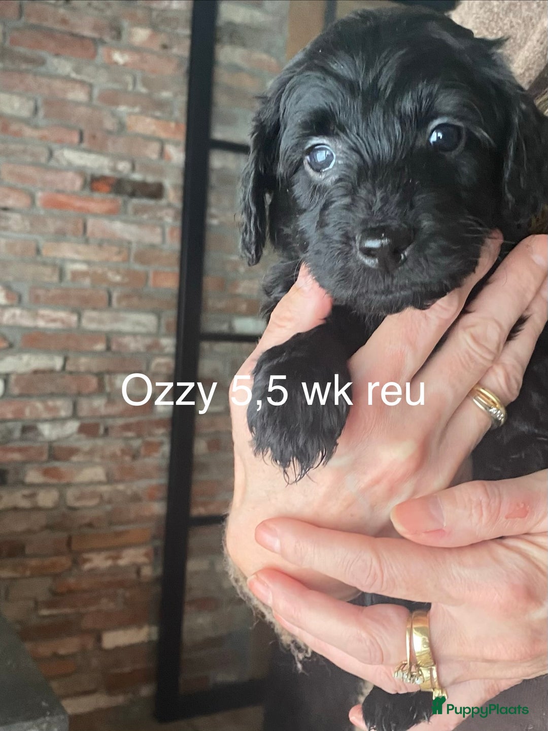 Labradoodle honden te koop: Labradoodle(multigen) mini/midi groeien op in huis - Advertentie 5