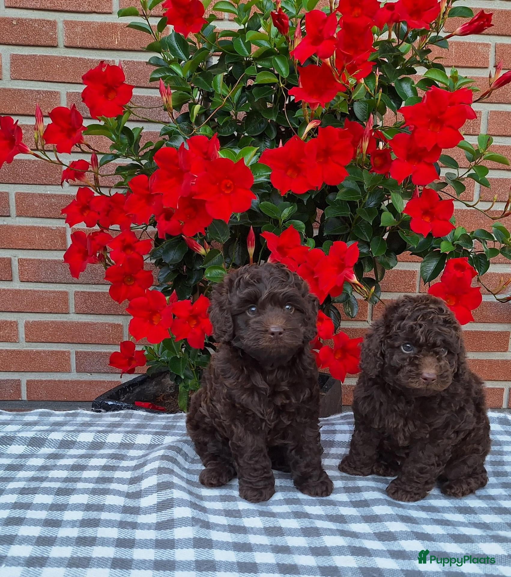 Poedel Toy honden schitterende donkerbruine toypoedel pups - Advertentie 6