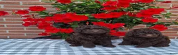 Poedel Toy honden te koop: schitterende donkerbruine toypoedel pups - Advertentie 1