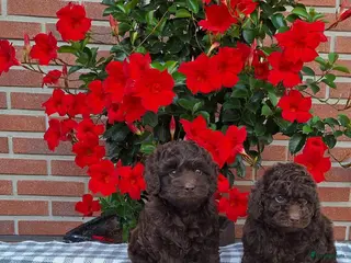 Poedel Toy honden schitterende donkerbruine toypoedel pups - Advertentie 6