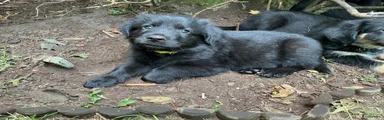 Geel bandje