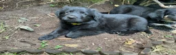 Kruising honden te koop: Eurasier/Duitse Herder x Golden Retriever pups - Advertentie 12