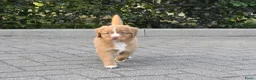 Nova Scotia Duck Tolling Retriever honden te koop: Nova Scotia Duck Tolling Retriever pups # Toller - Advertentie 4
