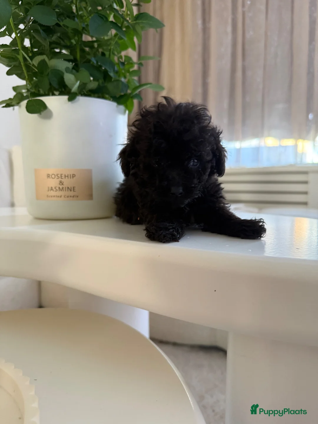 Poedel Toy honden te koop: Toy pooedel teefjes  - Advertentie 17