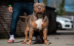 Amerikaanse Bully honden te koop: American bully XL pups bossy kennels bloedlijn! - Afbeelding 7