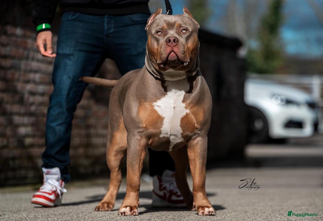 Amerikaanse Bully honden te koop: American bully XL pups bossy kennels bloedlijn! - Afbeelding 7