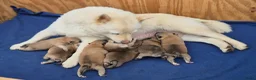 Kruising honden te koop: Shiba inu pups 8 weken (kwart pomeriaan) - Advertentie 31