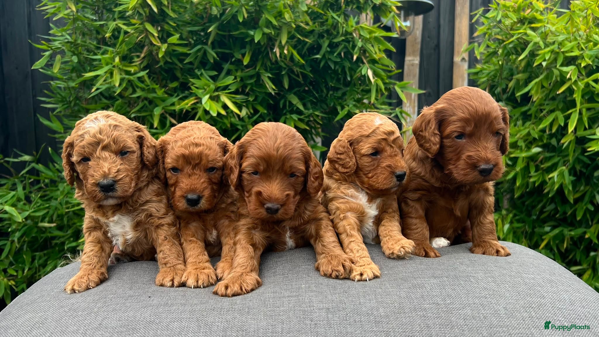 Cockapoo honden Cockapoo pups - Advertentie 7