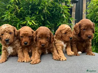Cockapoo honden Cockapoo pups - Advertentie 7